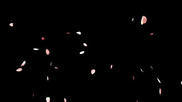 Pink sakura petals falling on transparent background with graceful blossom springtime animation, floral motion graphic overlay