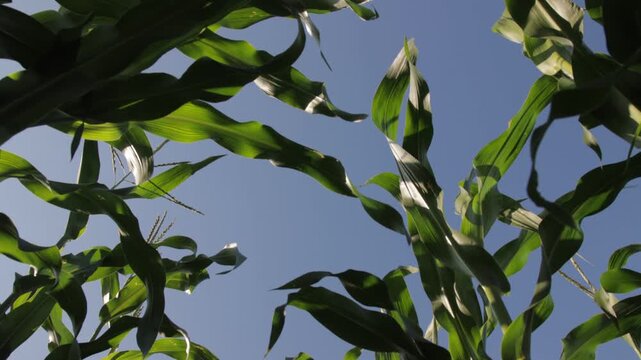 Low angle view of green corn leaves swaying in wind against clear blue sky