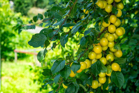 Dense cluster of yellow cherry plums ripening on a tree branch among vibrant green leaves, captured in bright natural sunlight with soft blurred garden background.