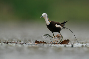 Obraz premium Adult Pheasant-tailed Jacana Walking with Chick Across Floating Lotus Leaves