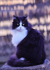 A black and white cat is resting on a stump... © chermit