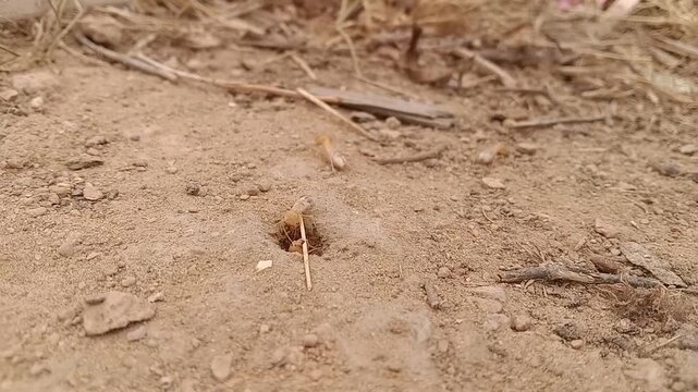 Subterranean Termites Collecting Food During Rainy Season