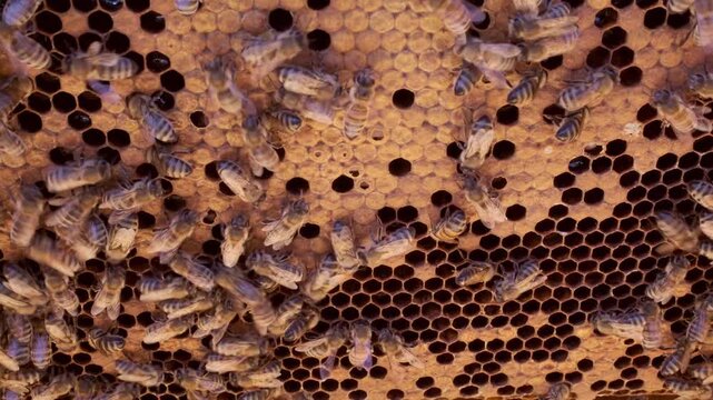 Honey bees working on honeycomb close up macro video