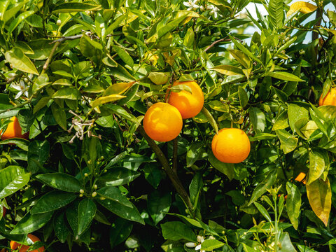 Oranges growing on an tree in an orange grove in spain