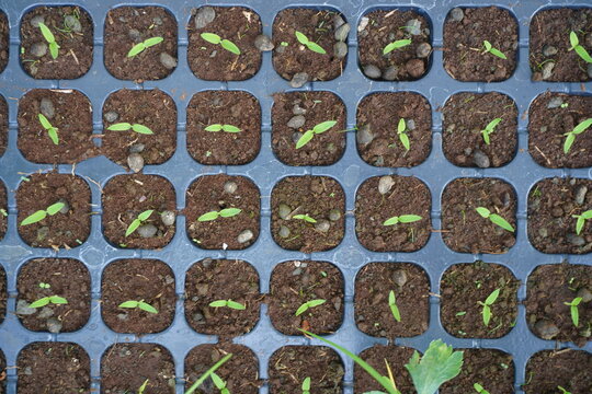 Rows of young seedlings growing in a seed tray with soil.