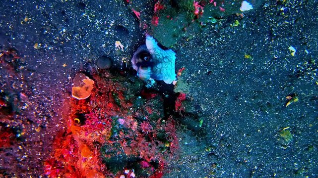 View of vibrant coral formations and marine life on the dark volcanic sand seabed in Bali, Indonesia.