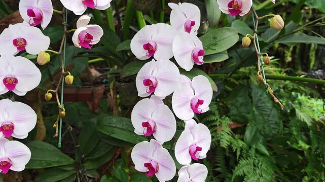 White to purplish orchids are blooming in the garden.
