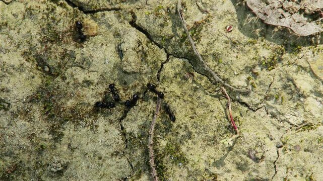 4K Ants Macro
