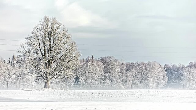 View of a large tree covered in fresh snow standing in a vast white field with a distant forest under an overcast winter sky in Latvia.