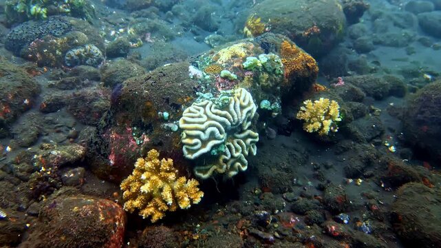 View of vibrant brain coral and yellow coral colonies growing on dark volcanic rocks on the seabed in Bali, Indonesia.