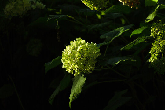 Clusters of hydrangea flowers (Hydrangea arborescens) with light green to white blooms 