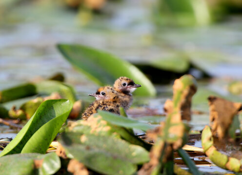 Two tiny, downy whiskered tern chicks nestling together among lily pads in a wetland.