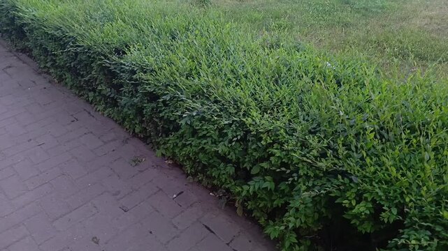 Square shaped topiary bushes lining park pathway, decorative hedge trimming, landscape design and public park.