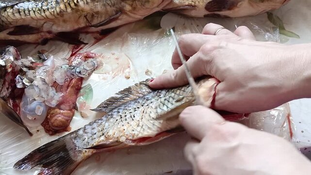 Close up of woman descaling fresh fish on table, seafood processing, cooking preparation and healthy homemade meals.