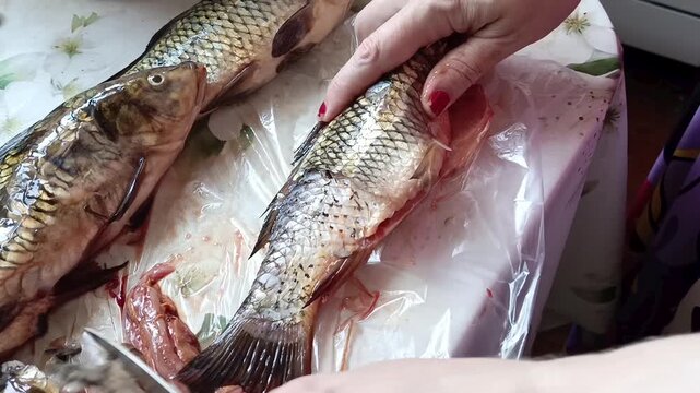 Woman removing fish scales on table before cooking, fish cleaning, seafood preparation and home cooking concept.