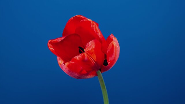 Red Tulip Blooms in Time Lapse on a Blue Background. Spring Symbol Blooming in Timelapse. One Red Flower Opens Petals Fast. Amazing Beautiful Blossoming Plant