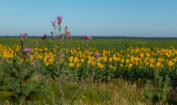 Blooming thistle against the backdrop of a sunflower field