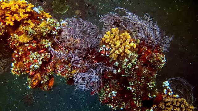 View of vibrant coral reef with colorful soft corals and sea fans underwater in Bali, Indonesia.