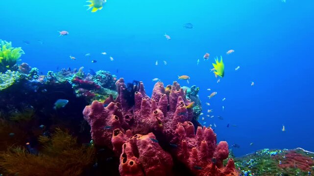 View of a vibrant coral reef with purple tube sponges and tropical fish swimming in the clear blue ocean waters of Bali, Indonesia.