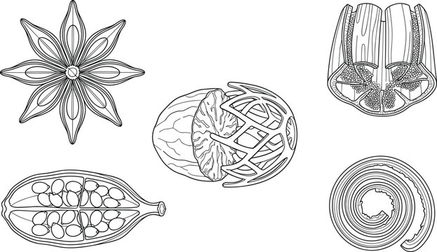 Botanical line art vector illustration set of culinary aromatic spices featuring star anise nutmeg cardamom and cinnamon