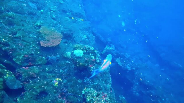 View of a vibrant coral reef with colorful tropical fish swimming in the clear blue waters off the coast of Bali, Indonesia.
