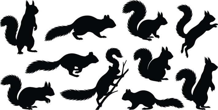 Collection of black squirrel silhouettes in various poses including running, standing, and jumping on white background