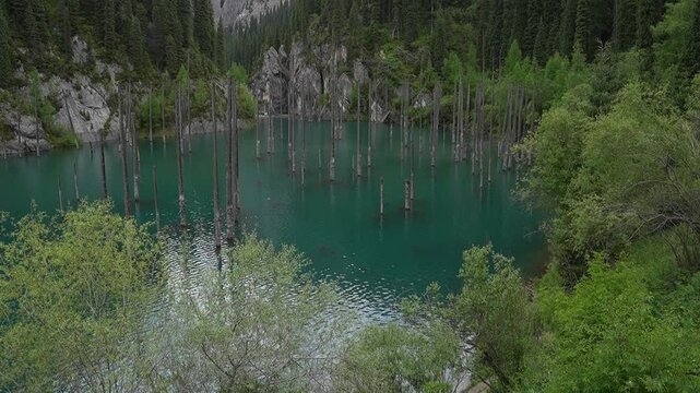 Man gazing at a turquoise mountain Kaindy lake with submerged tree trunks rising from the water surrounded by dense coniferous forest, Kazakhstan