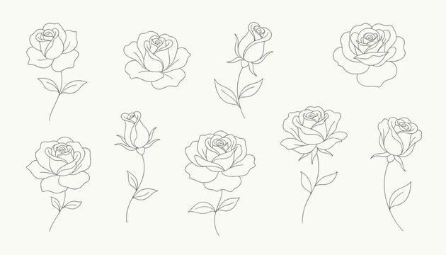 Delicate line art vector drawings of blooming roses and rosebuds with stems and leaves on a soft beige background.