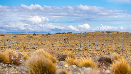 Obraz premium Guanaco walking in the vast Patagonian steppe landscape under a cloudy sky in Argentina