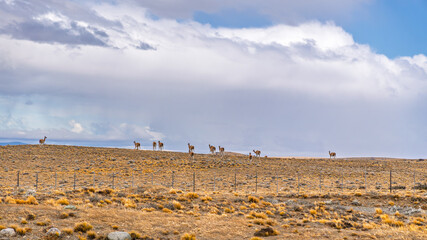 Obraz premium Herd of wild guanacos standing on a dry grassy hill against a cloudy sky in Patagonia
