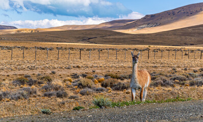 Obraz premium Guanaco Feeding beside a Rural Road in Torres del Paine National Park Area - Patagonian Landscape with Camelid, Barbed Wire Fence, and Dry Scrubland