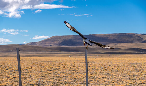 Majestic Black-chested Buzzard-Eagle Taking Off from a Fence Post in the Patagonian Steppe, Argentina