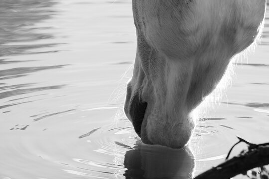 Monochrome close-up of a horse drinking water from a calm pond with ripples