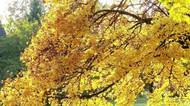 4K Autumn Sycamore Platanus Tree