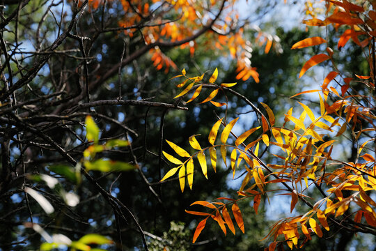Vibrant golden and orange fall foliage of sumac leaves against a woodland canopy