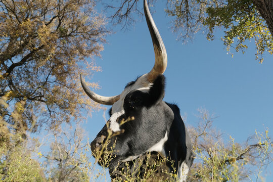 Low-angle shot of a black and white Corriente cow with prominent horns against a clear blue sky
