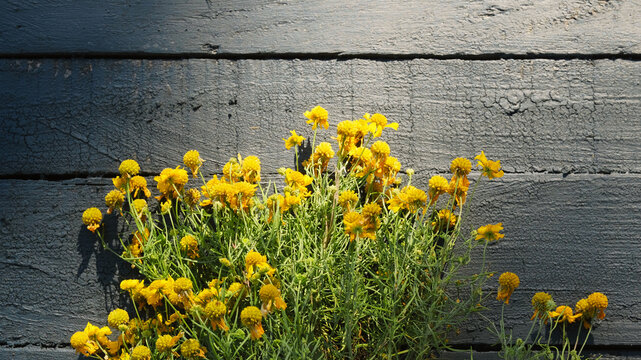 Cluster of bright yellow Bitter Sneezeweed blooms against a dark weathered wooden background