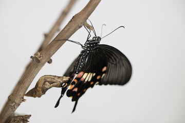 A beautiful Common Mormon butterfly. © Reallyice