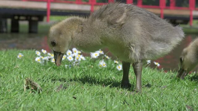 Canada Goose (Branta canadensis) young goslings eating grass in a park. June, Kent, UK [Slow motion x4]