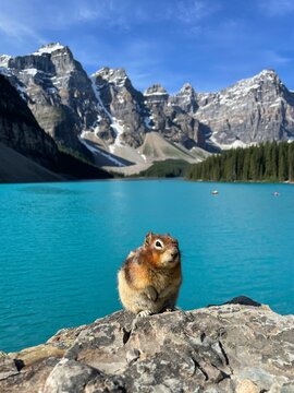 Ground Squirrel at Lake Moraine
