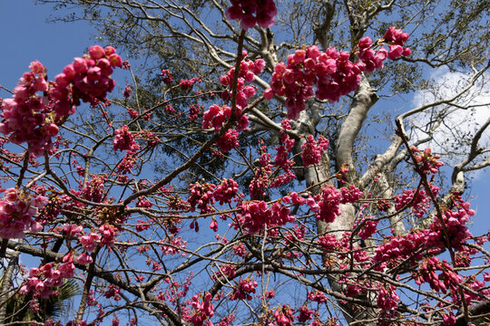 Vivid cherry blossoms (Prunus serrulata) with bright pink flowers fill the branches against a clear blue sky in Beppu, Japan