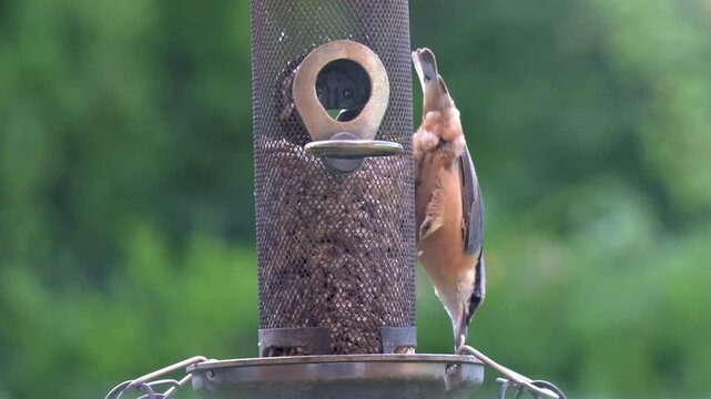Nuthatch (Sitta europaea) joined by a Blue Tit (Cyanistes caeruleus) on a garden bird feeder containing sunflower hearts. Kent, UK [Slow motion x5]