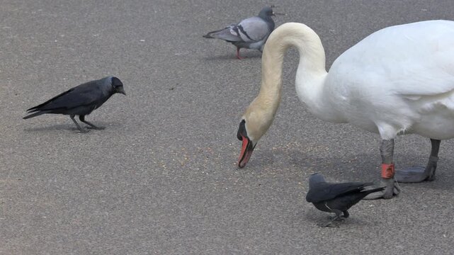 Mute Swan (Cygnus olor) adult chasing Jackdaws away from seed left on a path. Kent, UK [Half speed]