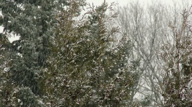 4K Snowing in a Winter Forest