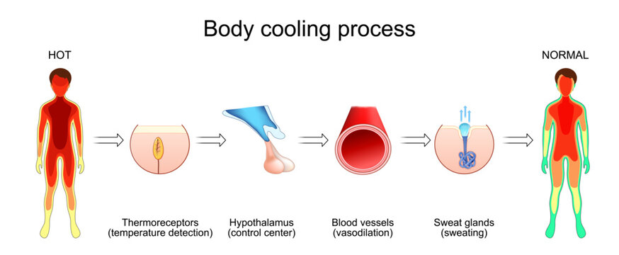 Body cooling process. High temperature detection by thermoreceptors, hypothalamus as the control center, blood vessel vasodilation, sweat gland activation, and body temperature normalization.