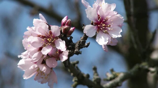 4K Blossoming Spring Tree