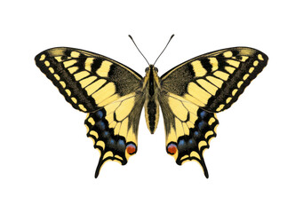Fototapeta premium yellow swallowtail butterfly png isolated butterfly cutout detailed swallowtail png vibrant butterfly cutout elegant swallowtail butterfly isolated transparent background image