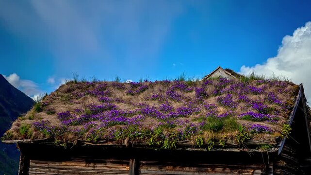 View of a traditional wooden house with a vibrant sod roof covered in purple flowers under a clear blue sky in Flam, Vestland, Norway.