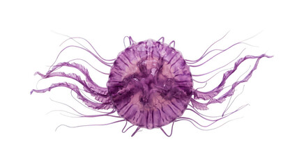 Vibrant purple jellyfish png Translucent violet medusa png Glowing sea jellyfish cutout Exotic marine medusa png Detailed ocean jellyfish isolated transparent background image © maruf