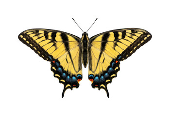 Fototapeta premium Vibrant swallowtail butterfly png Colorful butterfly cutout Yellow striped butterfly png Detailed swallowtail butterfly cutout Insect isolated transparent background image